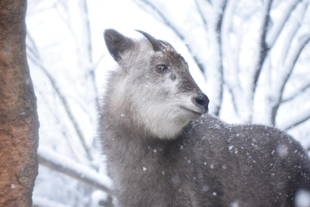 雪の日の動物園　～ニホンカモシカ～