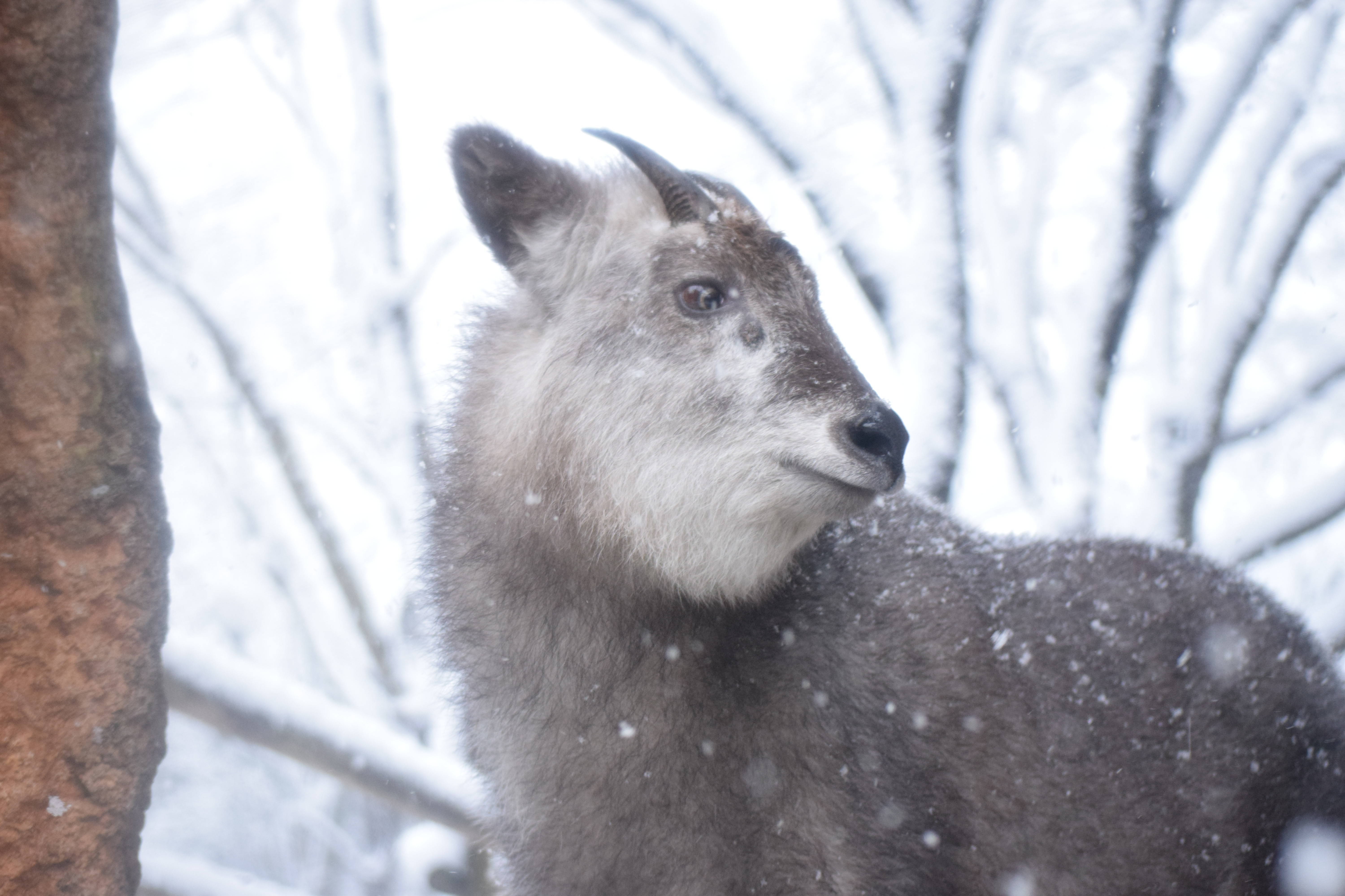 雪の日の動物園 ~ニホンカモシカ~の写真