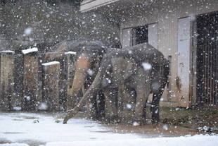 雪の日の動物園　～インドゾウ～