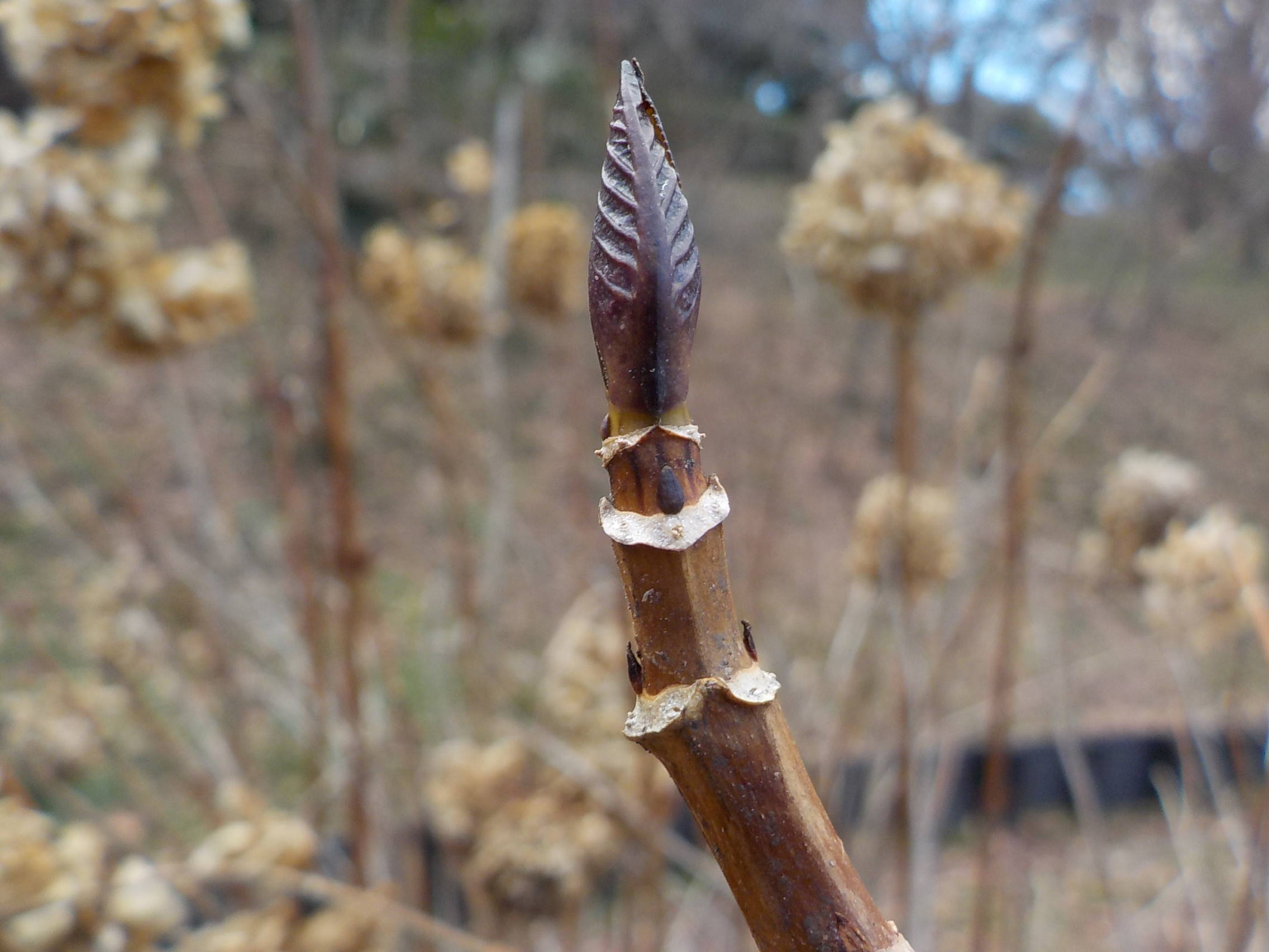 冬芽のかおの写真