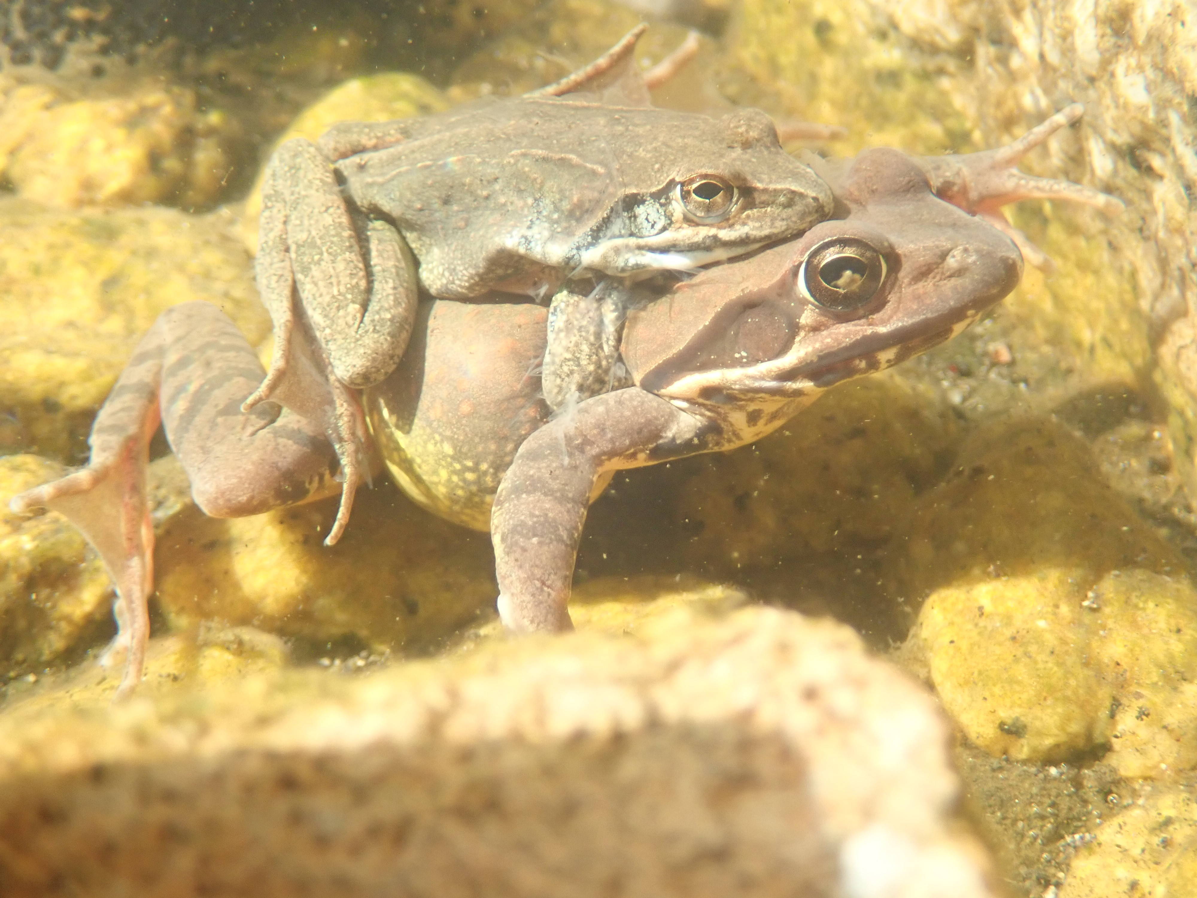 園内でヤマアカガエルの産卵が始まりましたの写真