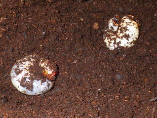 生きもの館、みんな冬眠中。  ～幼虫編～