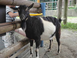 いままでありがとう　ヤギのチョコ