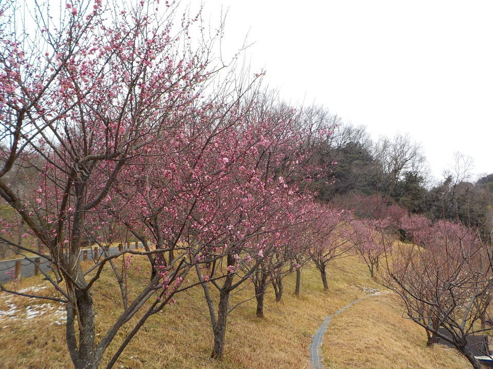 植物区の梅開花状況の写真