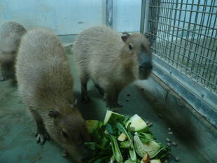 飼料班のし・あ・わ・せ
