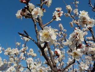 春の訪れ、三寒四温？   