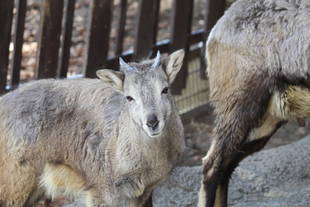 健やかバーラル