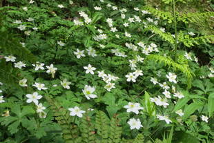 １個でもニリンソウ