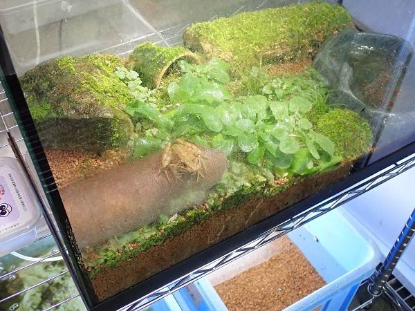 生きもの館のヤマアカガエルも産卵しましたが・・・の写真