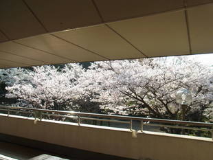 桜のための春か？