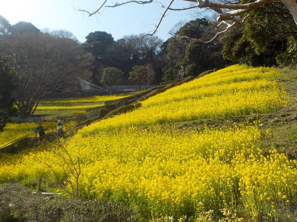 金沢自然公園の黄色い花の写真