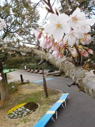 さくらベンチまたは、お花見ベンチ　設置開始(^o^)
