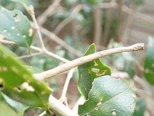 春の園内の生きものたち