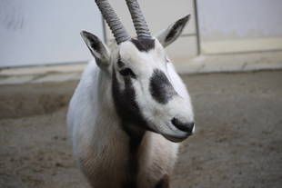 アラビアオリックスと枝