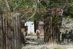 アラビアオリックスの子どもの成長～その４～