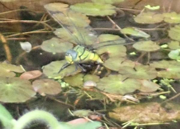 エノキの樹は虫たちの宝庫の写真