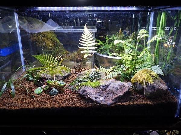 ヘイケボタルの展示水槽を準備していますの写真