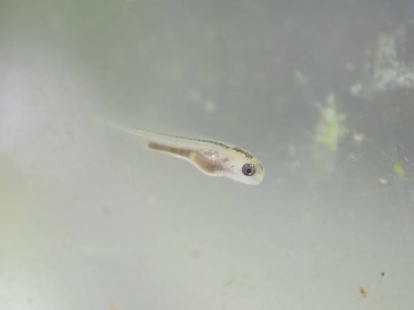 ホトケドジョウの産卵、孵化の写真