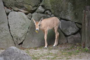 アラビアオリックスの子どもの成長～その５～