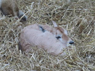アラビアオリックスの赤ちゃんが生まれました！
