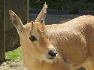 アラビアオリックスの子どもの成長～その３～