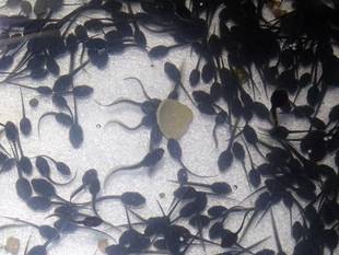 実は受精卵だったヤマアカガエル