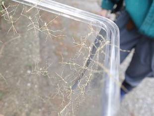 ナナフシモドキ大増殖