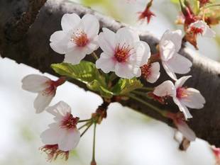 金沢動物園　桜（ソメイヨシノ）の開花情報