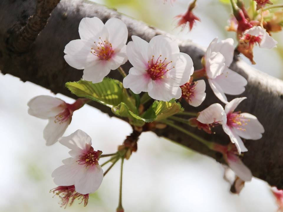 金沢動物園 桜(ソメイヨシノ)の開花情報の写真