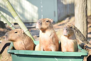 最近のカピバラたち