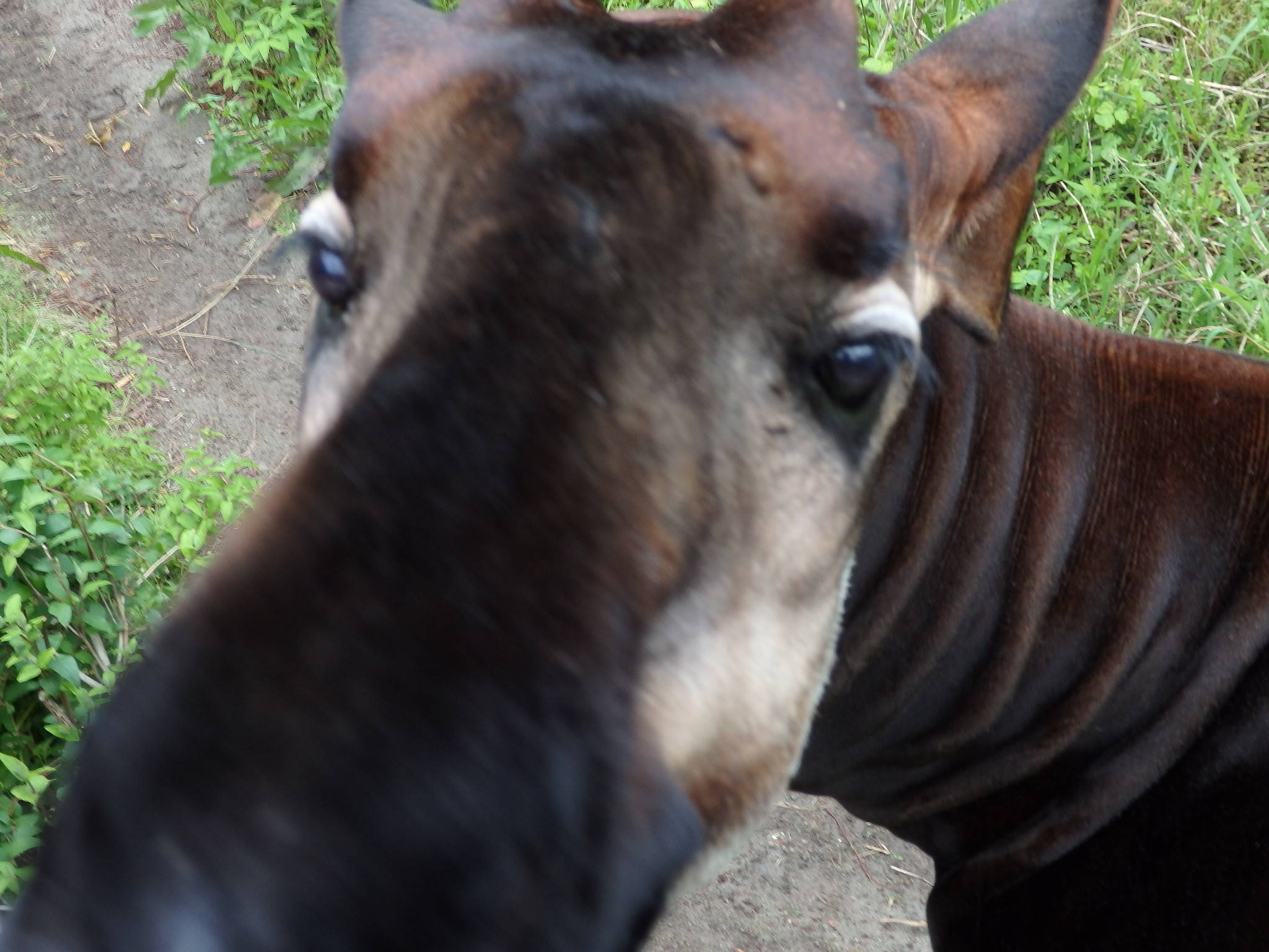 Happy birthday キィァンガ!の写真