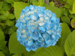 アジサイいろいろ