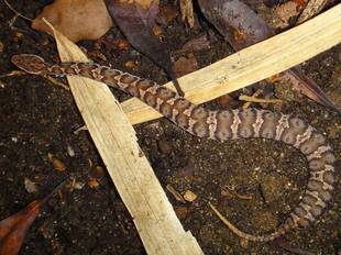 危険なこともある生きもの