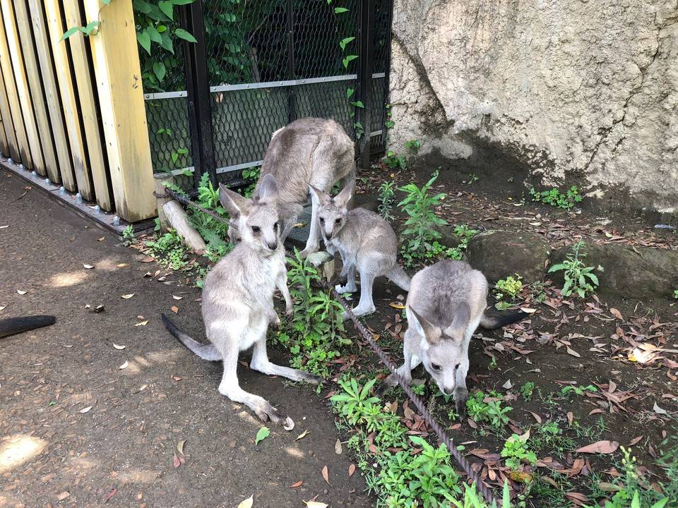 ツナとコショウとピタパンの写真