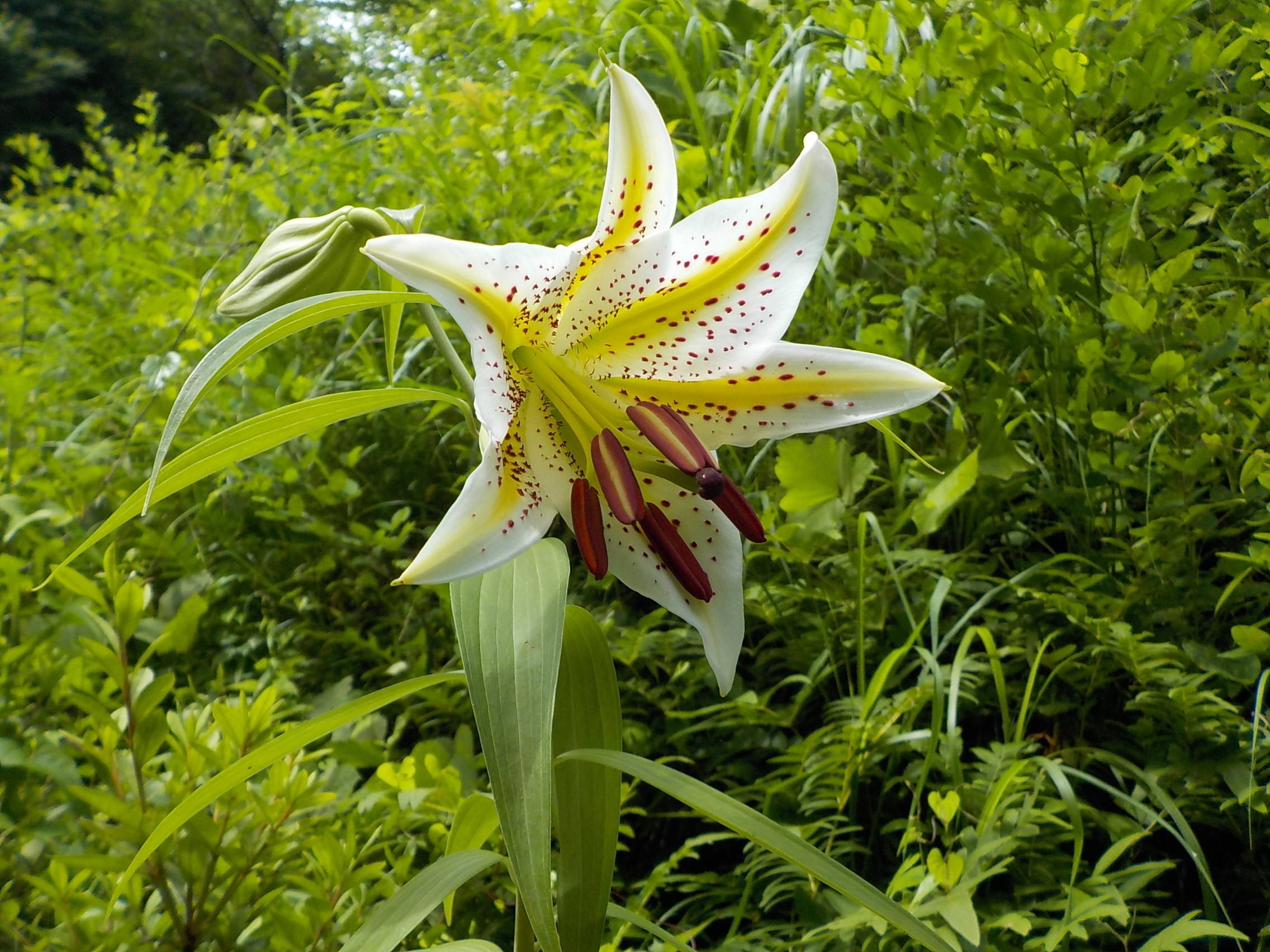 ヤマユリ開花の写真