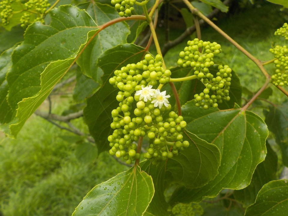 ケンポナシの花が咲き始めました。の写真