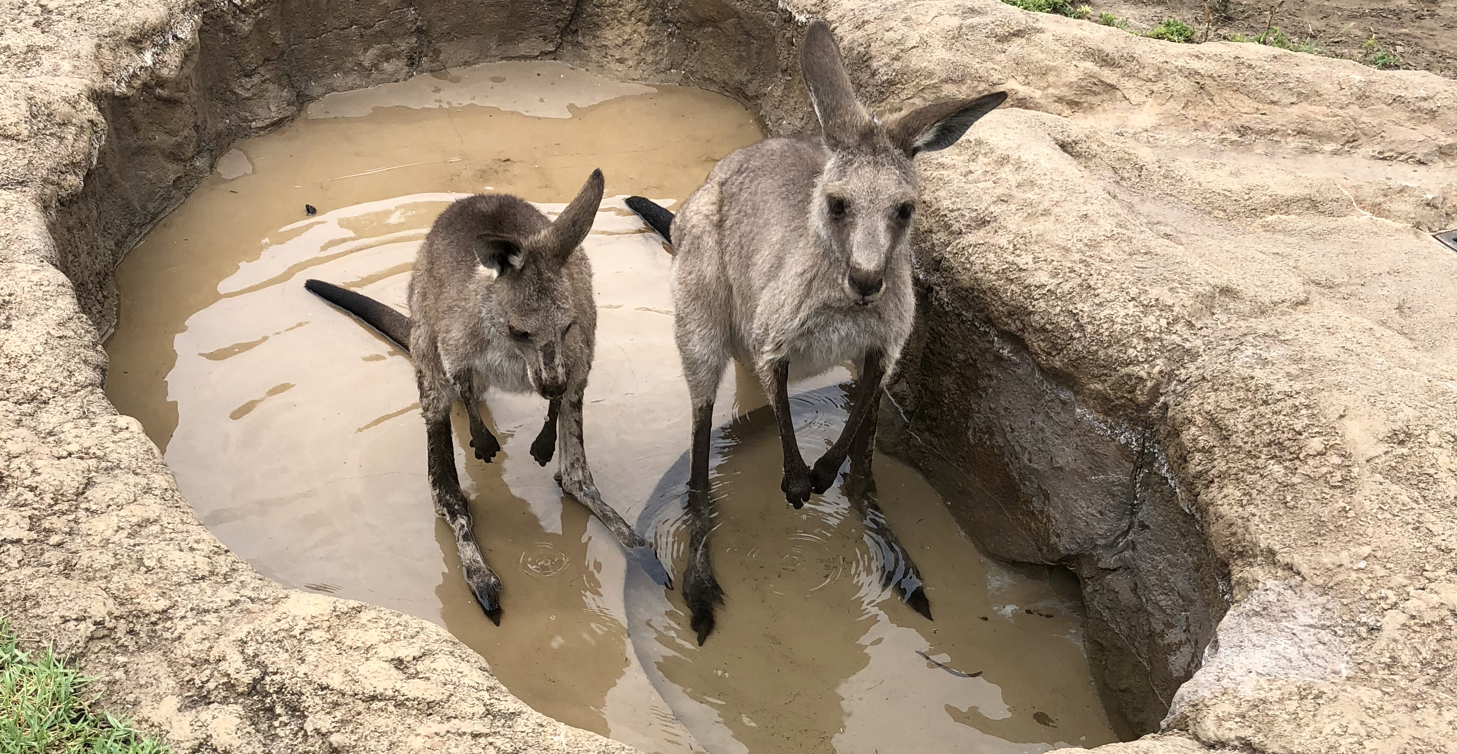 水浴びカンガルーの写真