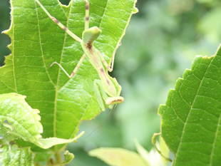 生きものガーデンの昆虫たち　～その①～