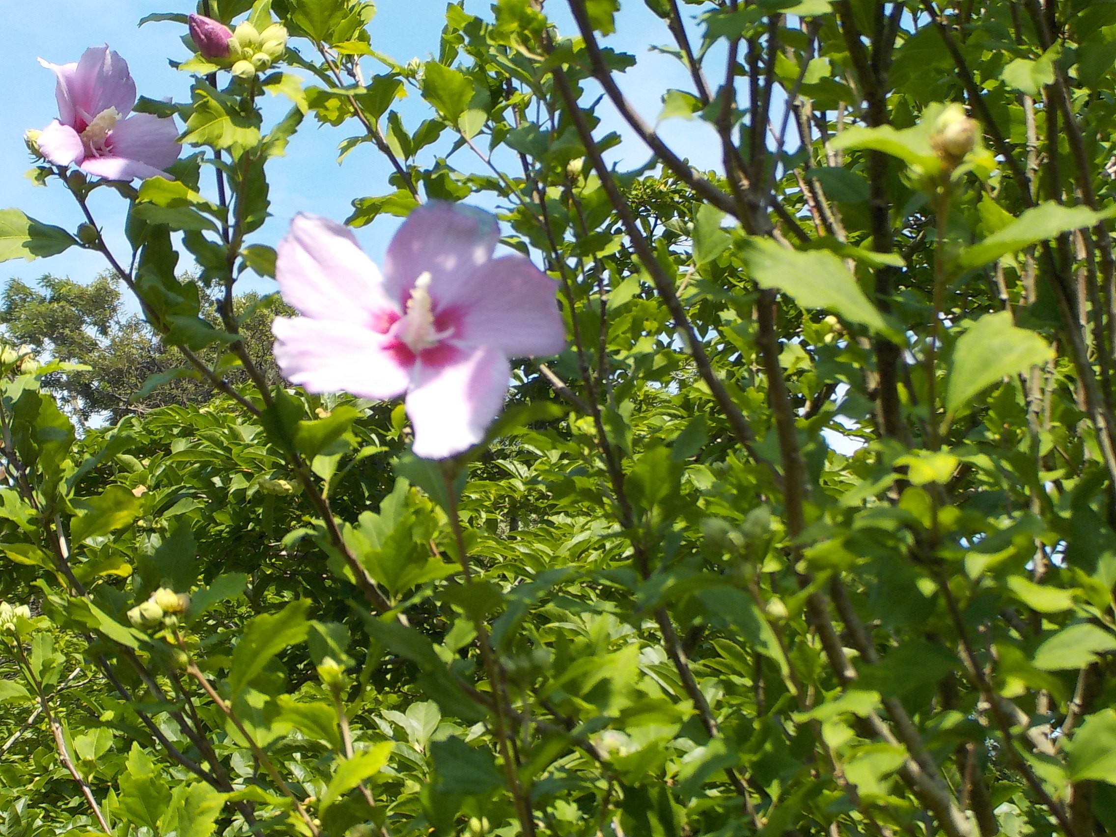 夏に咲く花の色の写真