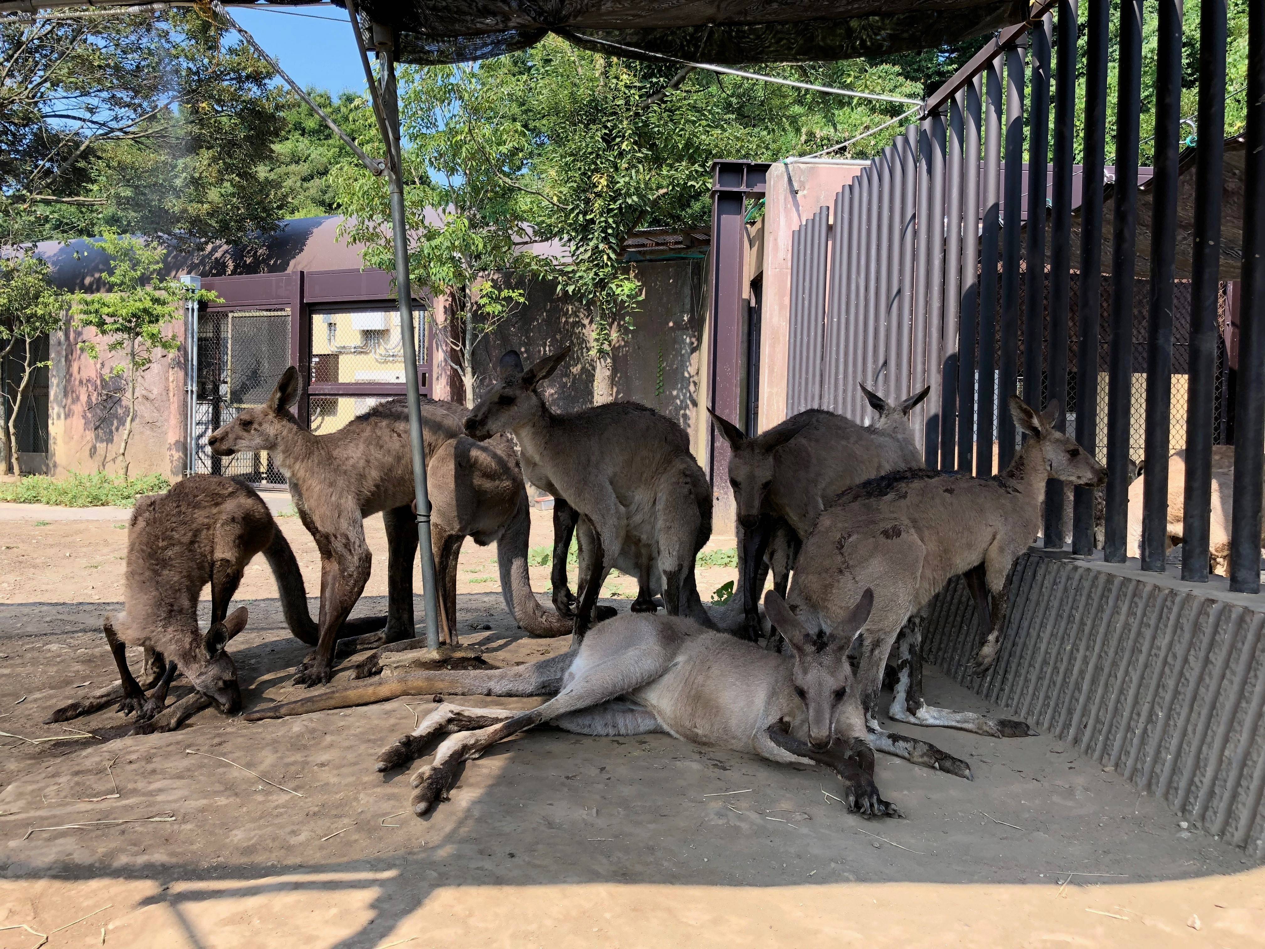 カンガルーからのおしらせの写真