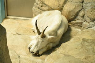 今年の毛刈りは・・・