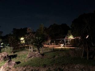 ナイトなカンガルー