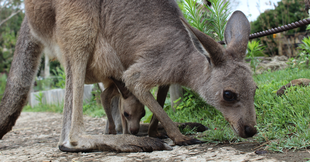 キクラゲと今月のニューフェイスカンガルー