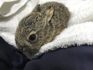 うさうさの1か月