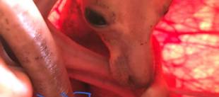 今月のニューフェイスカンガルー（ミロ③）