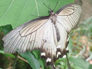 生きものガーデンの昆虫たち　～その②～