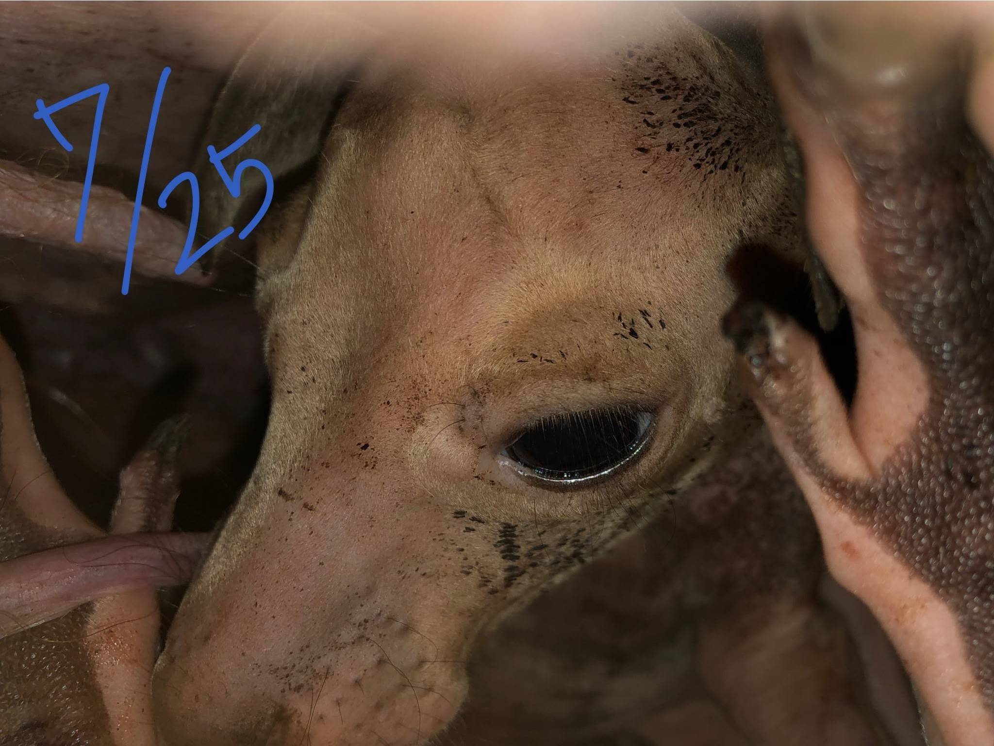 今月のニューフェイスカンガルー(ミロ②)の写真