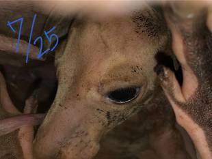 今月のニューフェイスカンガルー（ミロ②）