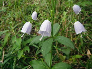 ツリガネニンジンの秋