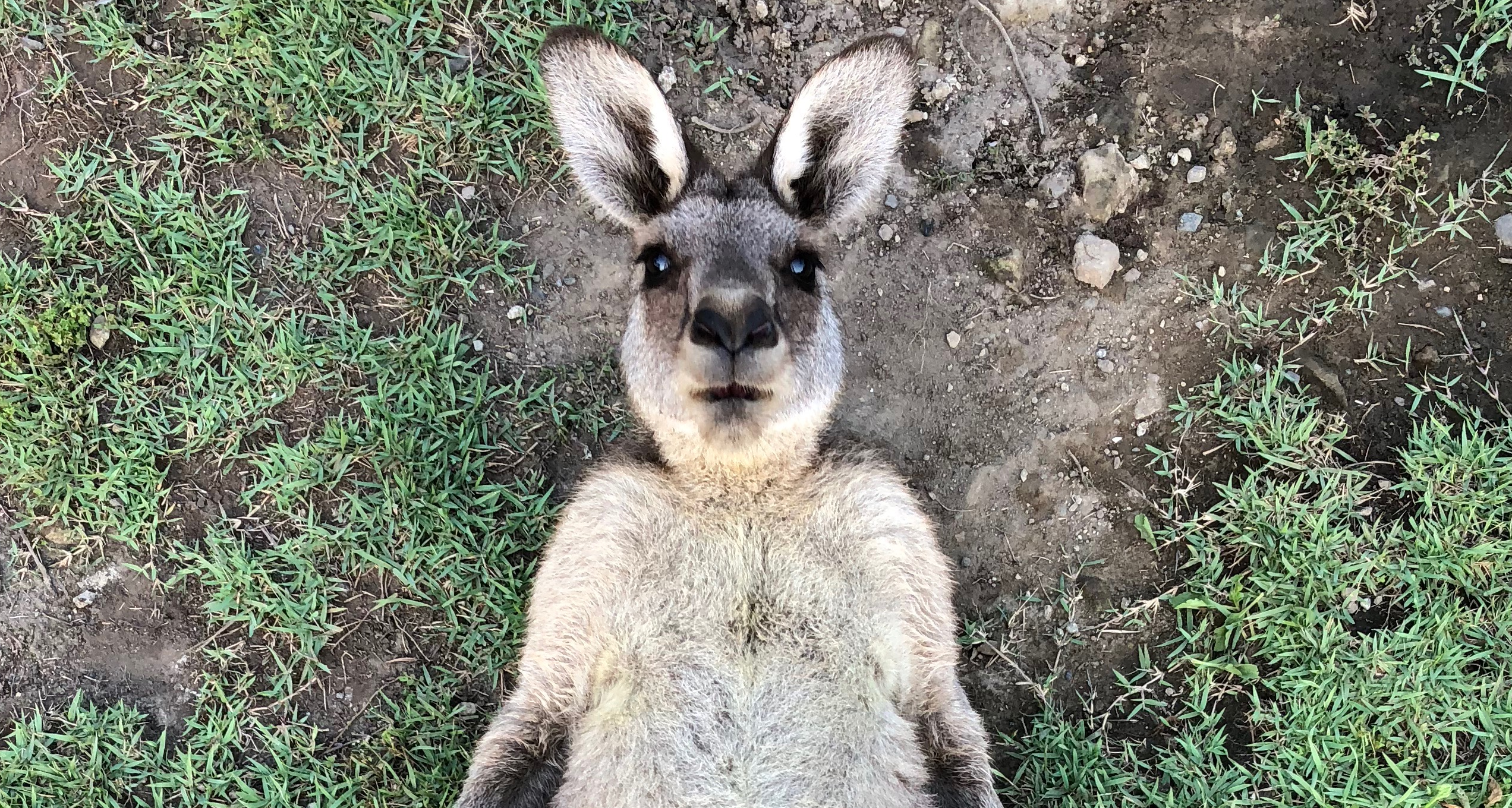 ウォークスルーでオスカンガルーの写真